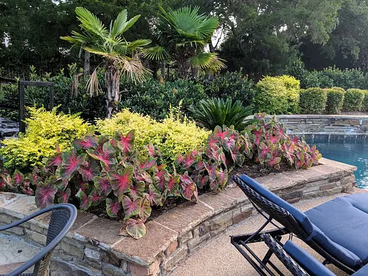 Poolside landscaping with caladiums, tropical foliage and stone edging